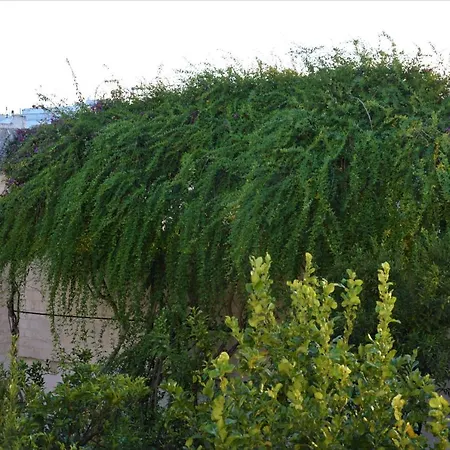 Il Sogno Delle Benedettine